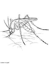 View this Mosquito Coloring Page