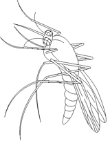 View this Mosquito Coloring Page