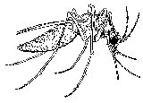 View this Mosquito Coloring Page