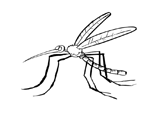 View this Mosquito Coloring Page